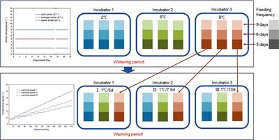 Relationship Between Asexual Reproduction of Aurelia coerulea Polyps and Jellyfish Blooms Under the Influence of Temperature Dynamics in Winter and Spring